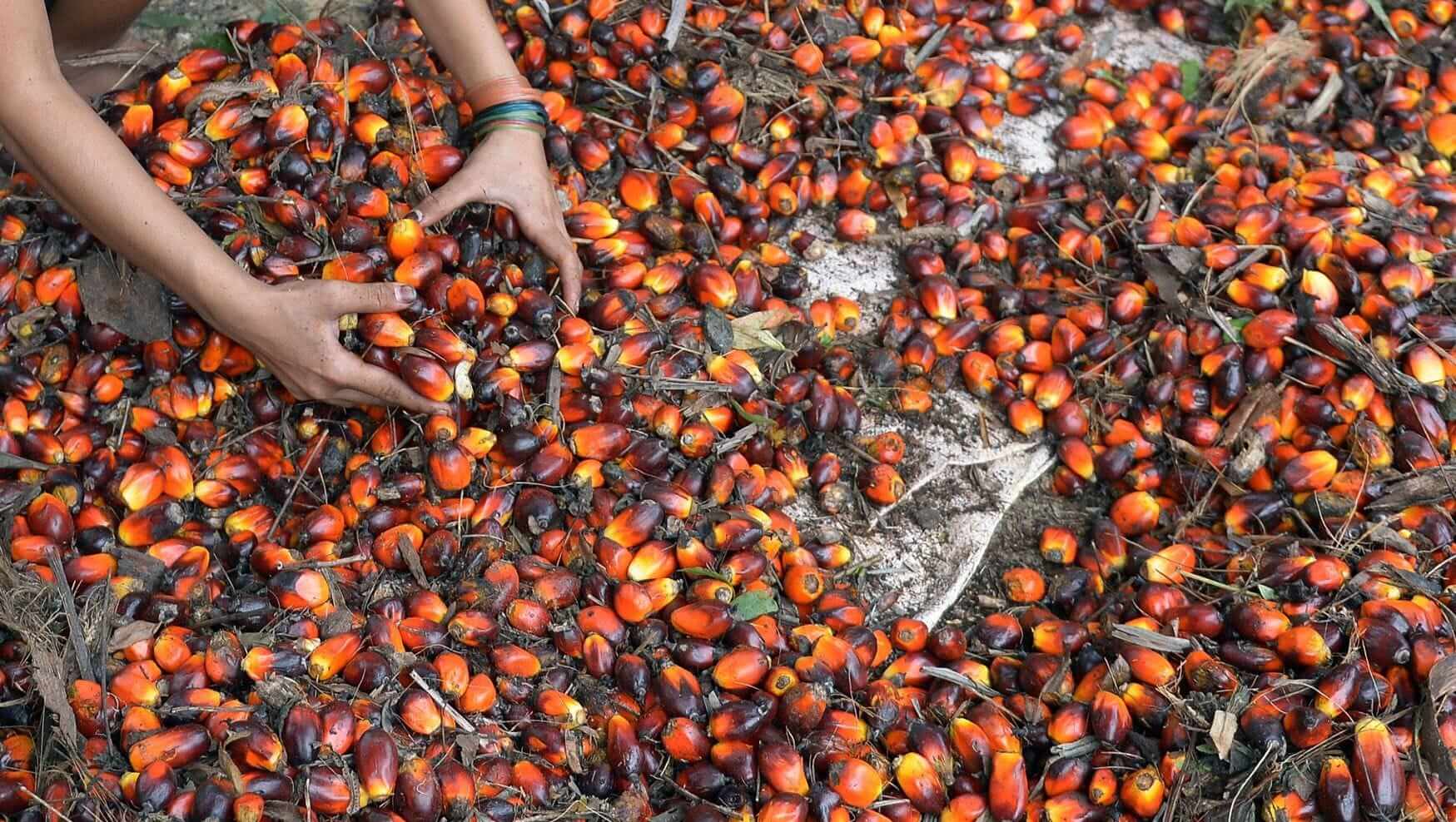 Switzerland to Hold Referendum on FTA With Indonesia Due to Concerns Over Palm Oil Imports