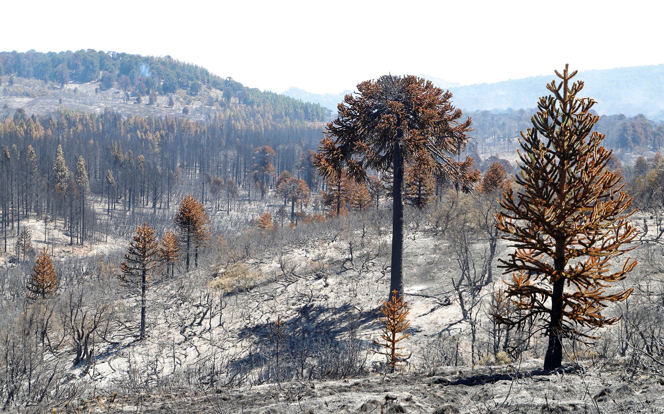 Over the past week, wildfires have burned down 302,451 hectares of forest cover in Argentina, 20,000 hectares in Uruguay, and 11,000 hectares in Chile.