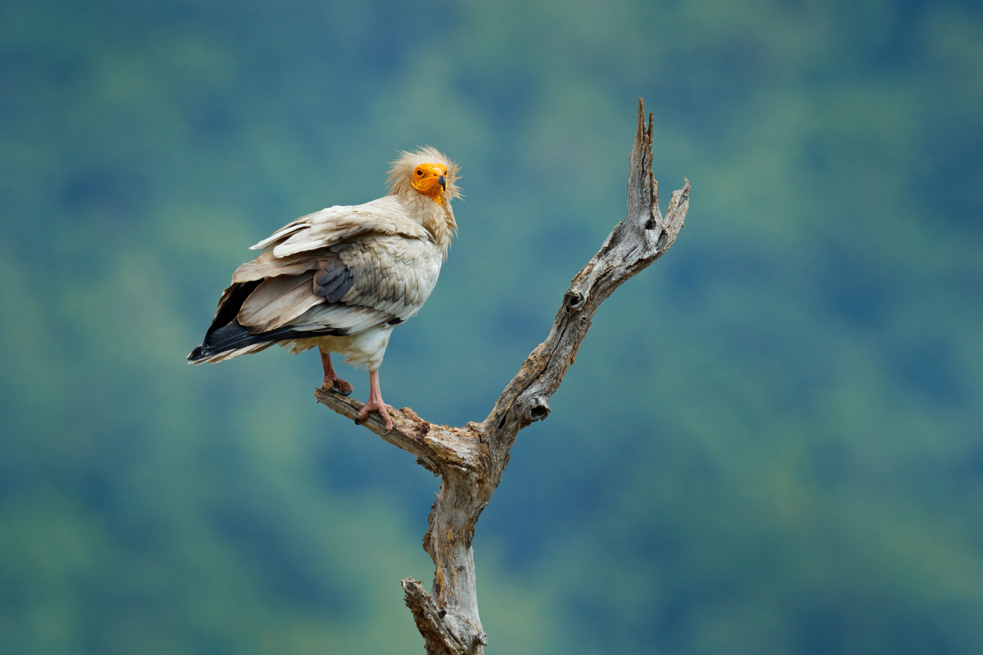 An Egyptian Vulture